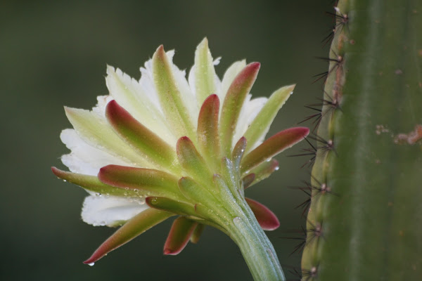 Cereus 